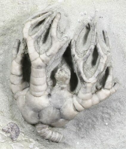 Very D Cyathocrinites Crinoid Fossil - Indiana #31327